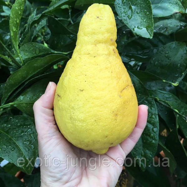 Лимон Грушевидный Перетта (Citrus limon Peretta) 20-25 см. Комнатный - фото 2 - id-p1027030518