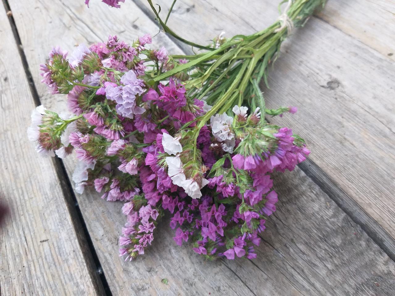 Натуральні сухоцвіти бузкової статиці Limonium 6 гілок h-30 см, 25 грн