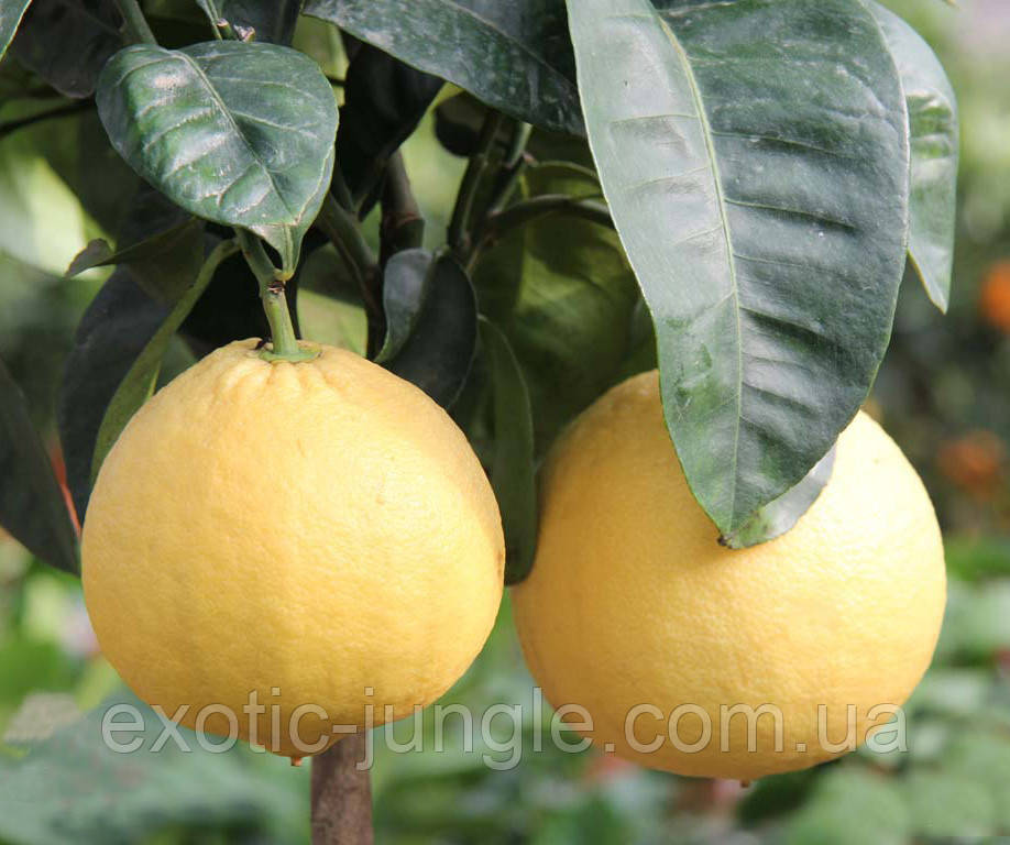 Лимон Липо (Citrus Limon x Citrus Paradisi Lipo, Imperial lemon) 20-25 см. Кімнатний