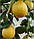 Лимон Липо (Citrus Limon x Citrus Paradisi Lipo, Imperial lemon) 20-25 см. Кімнатний, фото 2