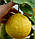 Лимон Липо (Citrus Limon x Citrus Paradisi Lipo, Imperial lemon) 20-25 см. Кімнатний, фото 4