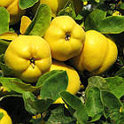 Саджанці Айви яблуковидної Відмінниця - осіннього строку, невибаглива, морозостійка, фото 2