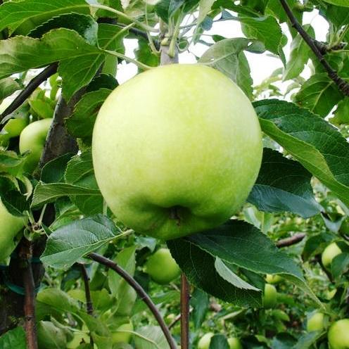 Саджанці Яблуні Грін Стар - зимова, крупноплідна, морозостійка, фото 1