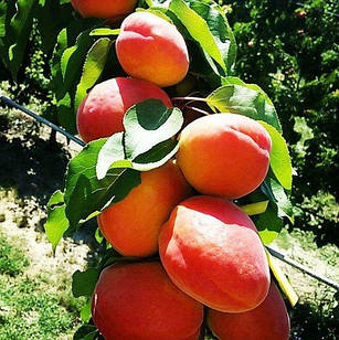 Саджанці Абрикоса Фаралия (Faralia) - середньо-пізній, великоплідний, зимостійкий