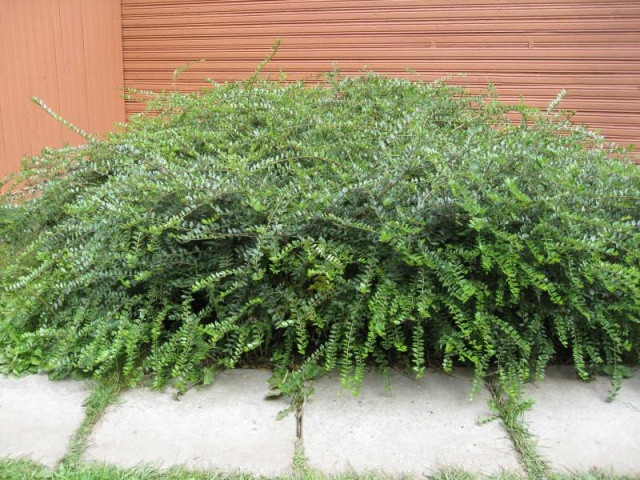 Жимолість капелюшкова (Lonicera Pileata) а-30-40 см у контейнері С1,5 л, фото 1