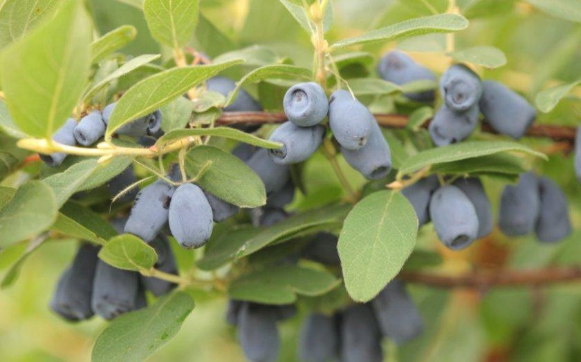 Жимолість їстівна Тундра (Lonicera edible Tundra) h-60-80 см у контейнері С3 л