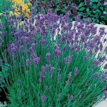 Лаванда вузьколична Munstead (Манстед) (контейнер 0,5л)