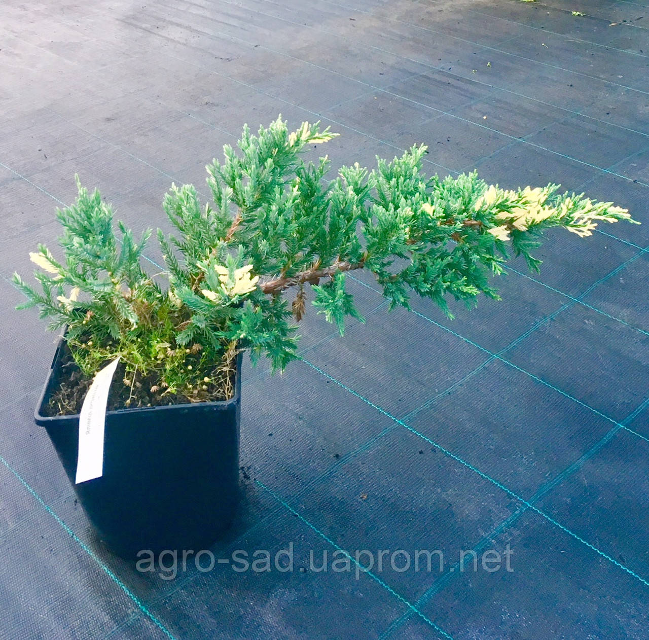 Ялівець китайський Expansa Variegata 3 л. контейнер