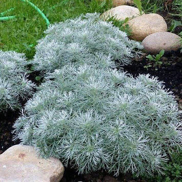 Полинь шмідта