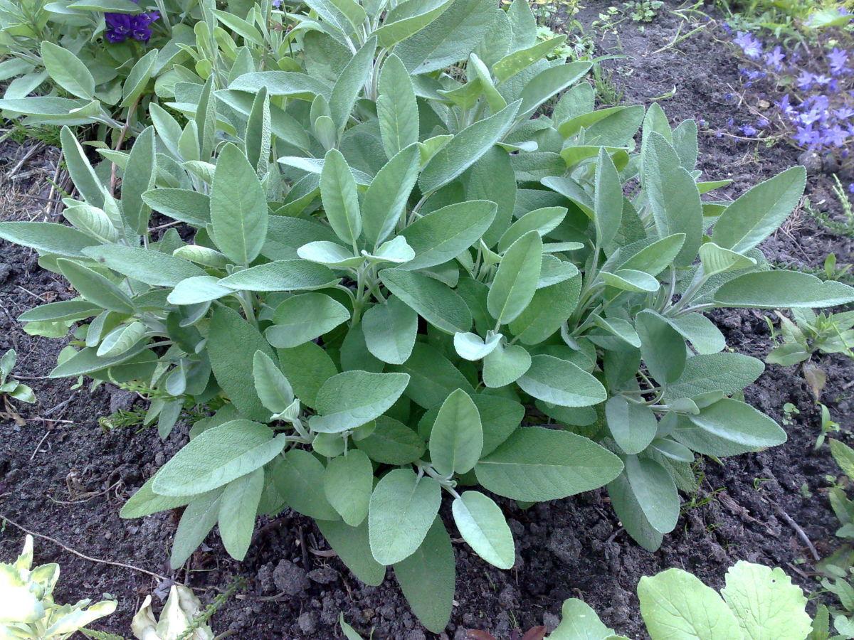 Шавлія лікарська, фото 1