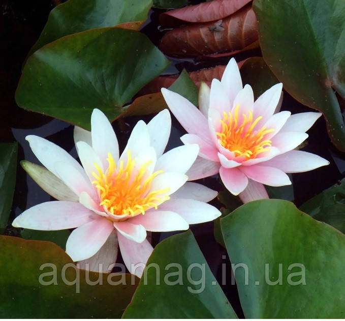 Nymphaea "Rosennimphe" Heмфея "Розеннімфе"