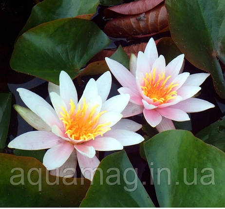 Nymphaea "Rosennimphe" Heмфея "Розеннімфе", фото 1