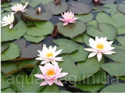 Nymphaea "Rosennimphe" Heмфея "Розеннімфе", фото 2