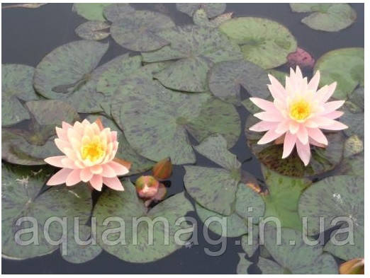 Nymphaea "Sunny Pink" Нимфея "Санни Пинк", фото 2