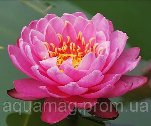 Nymphaea «Perry´s Fire Opal»