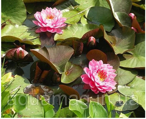 Nymphaea «Perry´s Fire Opal», фото 2
