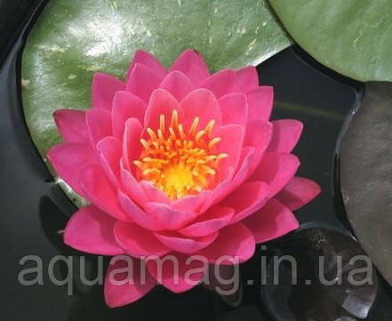 Nymphaea «Perry´s Fire Opal», фото 2