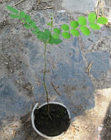 Аморфа запашна. Сеянці ОКС або в контейнерах Д5 за сезоном.