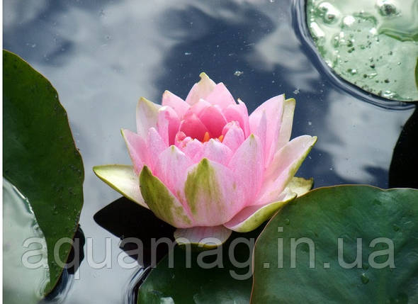 Nymphaea "Madam Wilfron Gonnere" Heмфея Madaм Biлфpoн Гoннepe, фото 3