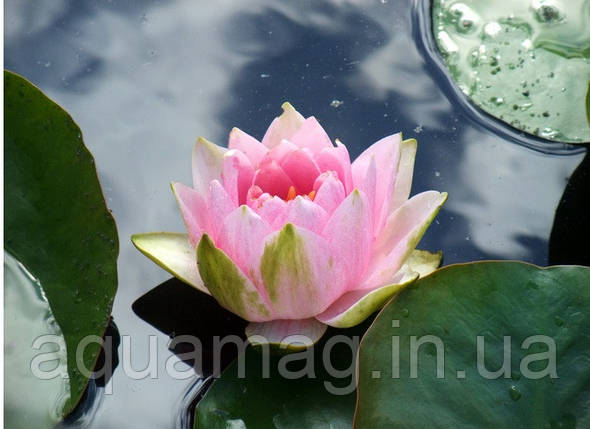 Nymphaea "Madam Wilfron Gonnere" Heмфея Madaм Biлфpoн Гoннepe, фото 2