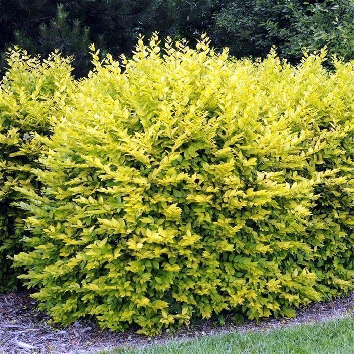 Саджанці Бирючини овальнолистна золотиста (Ligustrum Aureum) Р9