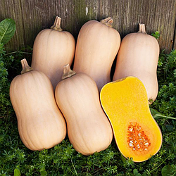 Гарбуз Тіана F1 / Tiana Enza Zaden, 500 насінин