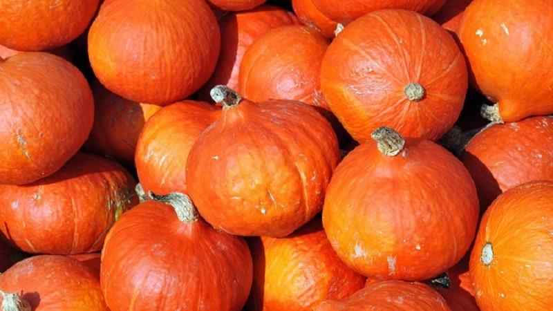Гарбуз Оранж Саммер F1 / Orange Summer Enza Zaden, 500 насінин, фото 1