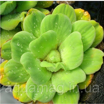 Постія стратіотес (Pistia stratiotes). відправлення тільки після оплати, післяплатою не відправляємо, фото 1