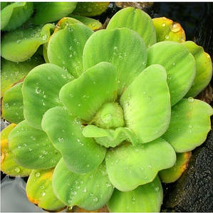 Постія стратіотес (Pistia stratiotes). відправлення тільки після оплати, післяплатою не відправляємо
