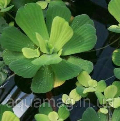 Постія стратіотес (Pistia stratiotes). відправлення тільки після оплати, післяплатою не відправляємо, фото 3