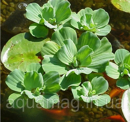 Постія стратіотес (Pistia stratiotes). відправлення тільки після оплати, післяплатою не відправляємо, фото 4