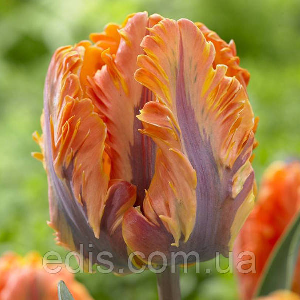 Тюльпан папуговий Irene Parrot 3 цибулинки