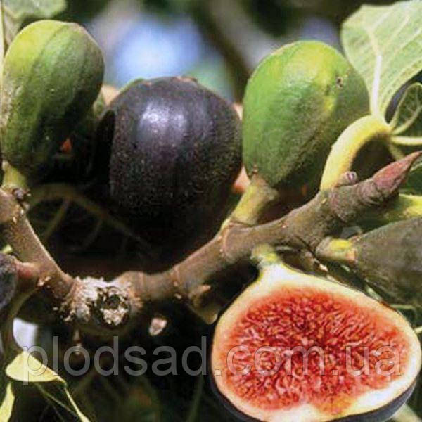 Інжир Violette de Bordeaux