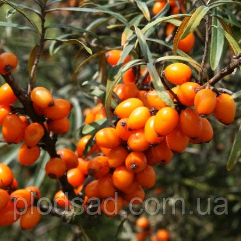 Обліпиха крушиподібна Лейкора