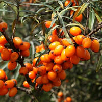 Обліпиха крушиподібна Лейкора