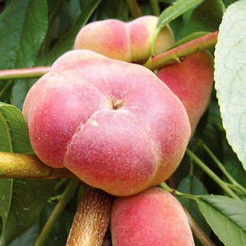 Саджанці персика Пінк Ринг (Platifortwo) - середнього терміну, великий, солодкий.