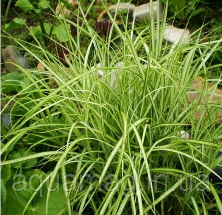 Осока пальмолісна