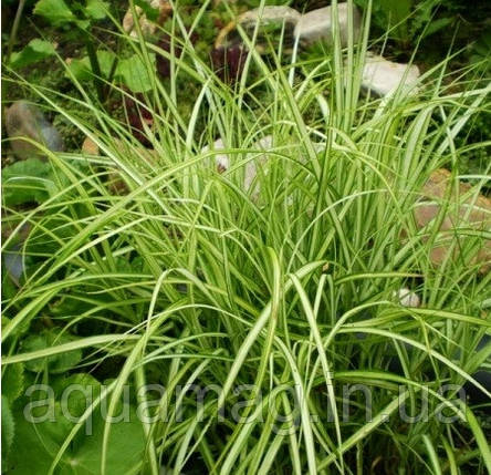 Осока пальмолісна, фото 1