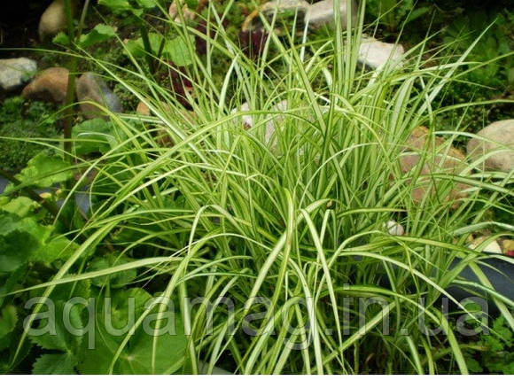 Осока пальмолісна, фото 2