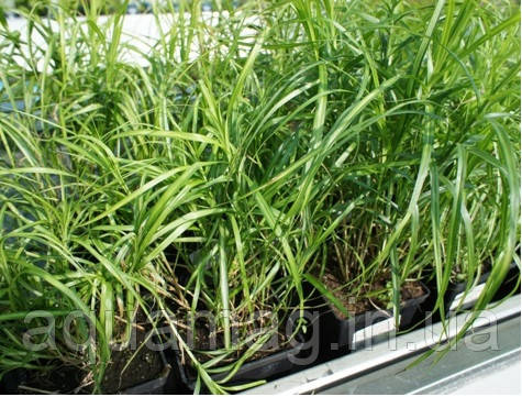 Осока пальмолісна, фото 3