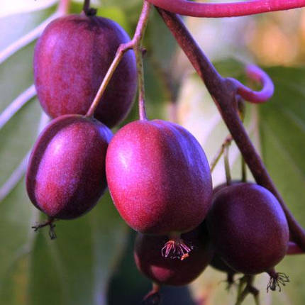 Актинідія Пурпурна Садова / h 90-100 / Actinidia Purpurna Sadowa, фото 2