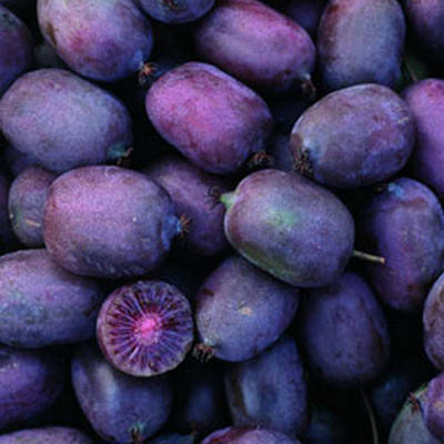 Актинідія Пурпурна Садова / h 90-100 / Actinidia Purpurna Sadowa, фото 1