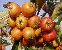 Боярышник крупноплодный "Людмил" (Prunus cerasifera)