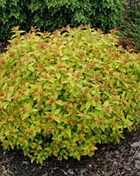 Спірея японська Голдфлейм (рожева) (Spiraea japonica Goldflame) а-20-40 см у контейнері С3 л