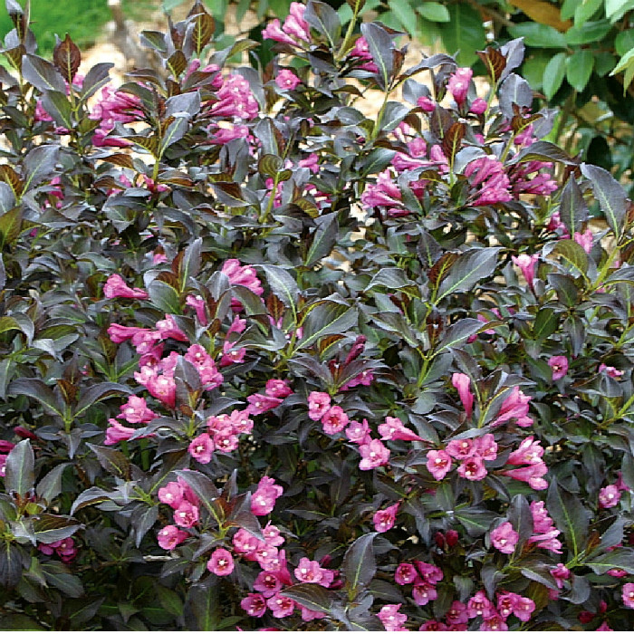 Вейгела квітуча Вікторія (Weigela florida Victoria) h-40-60 см у контейнері С3 л, фото 1