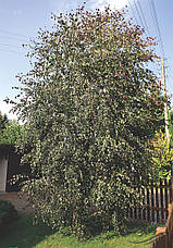 Береза повисла Purpurea 3 річна, Берёза повислая Пурпуреа, Betula pendula Purpurea, фото 4