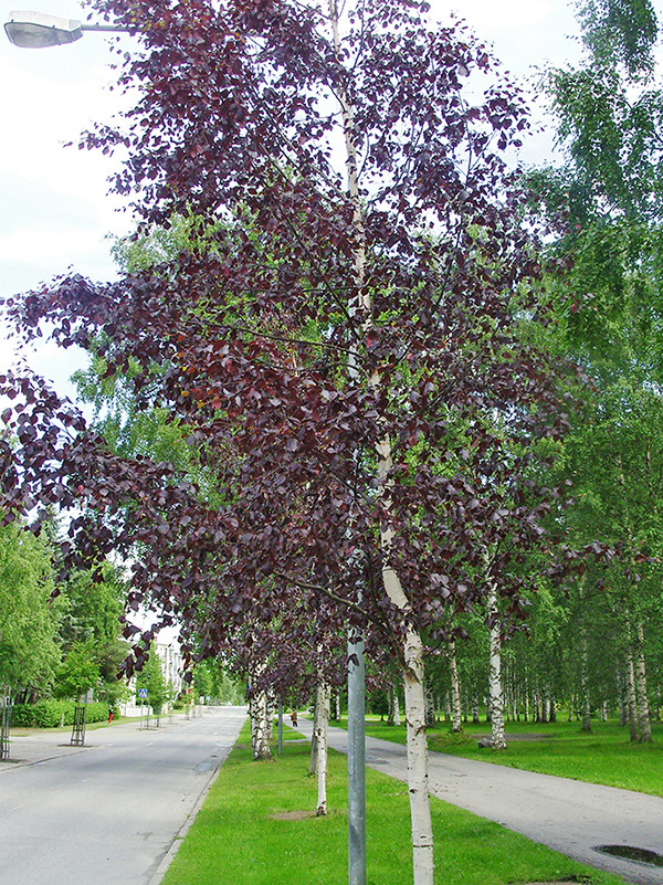 Береза повисла Purpurea 3 річна, Берёза повислая Пурпуреа, Betula pendula Purpurea