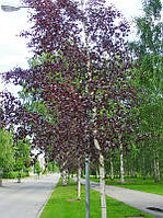 Береза повисла Purpurea 2 річна, Берёза повислая Пурпуреа, Betula pendula Purpurea