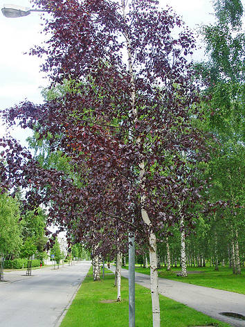 Береза повисла Purpurea 3 річна, Берёза повислая Пурпуреа, Betula pendula Purpurea, фото 1