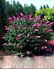 Будлея Давида Flower Power 2 річна, Будлея Давида Флауер Павер, Buddleja davidii Flower Power, фото 7